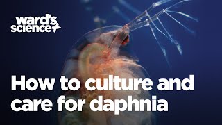 Caring and Culturing for Daphnia [upl. by Fonville693]