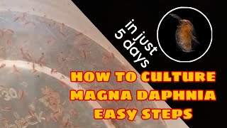 How to Culture Magna Daphnia Easily [upl. by Marba]