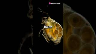 How to culture Daphnia for your Aquarium [upl. by Eixor]