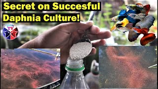 How to Culture Daphnia Successfully [upl. by Gorlicki]