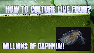 How to Culture Daphnia Secret Method to Breed MILLIONS  Simply Aquatic [upl. by Enram]