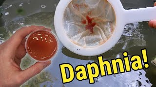 How I Culture Daphnia In Outdoor Tubs [upl. by Ahsatak]