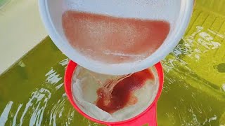 How to culture daphnia  Daphnia culture  How to grow daphnia outdoor [upl. by Harvison]