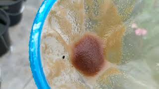 How to culture daphnia moina in a small container Part 1 English Subtitle [upl. by Erdnassak676]