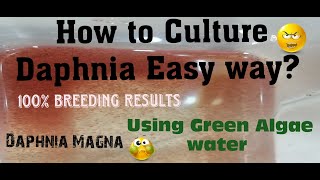 Daphnia MagnaHow to Culture Daphnia Easy wayCulturing Daphnia using Green water Daphnia [upl. by Damick]