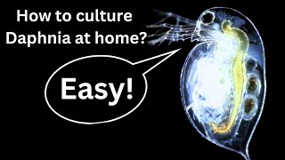 BEST Live Fish Food Beginner guide How to Culture Daphnia at home [upl. by Magena]