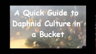 How to culture daphnia outside [upl. by Ellinger661]