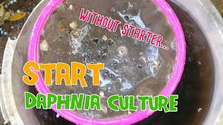 How to culture daphnia moina the easy way 1  Starting the Daphnia culture [upl. by Ube37]