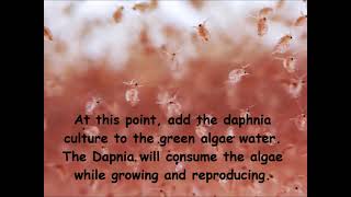 Daphnia  How to grow daphnia in your home [upl. by Anade]