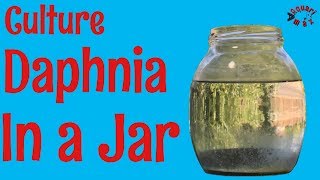 How to Culture Daphnia in a Jar [upl. by Ytsrik]