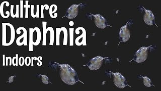 How to Culture Daphnia [upl. by Noitsirhc10]