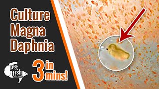 How to culture DAPHNIA MAGNA  The easy way [upl. by Dieball]