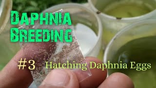 Daphnia Culture made simple and easy 3  Hatching Daphnia eggs [upl. by Knowling]