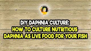 DIY Daphnia Culture How to Culture Nutritious Daphnia as Live Food for Your Fish [upl. by Winzler]