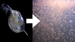 How I Culture Daphnia [upl. by Sonstrom]