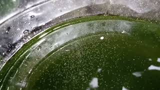 DAPHNIA MOINA CULTURE IN A SMALL BUCKET [upl. by Herzel81]