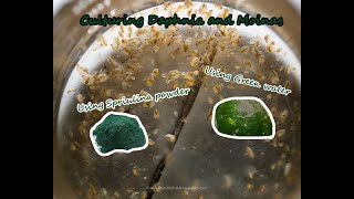 How To Culture Daphnia and Moinas using Green Water Spirulina powder [upl. by Acina]