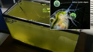 Raising Daphnia for the Freshwater Aquarium [upl. by Eiznyl]