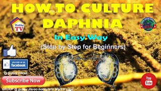 HOW TO CULTURE DAPHNIA In Easy Way [upl. by Dorraj766]